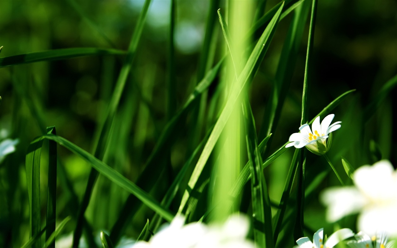 Flores hoja verde fondo de pantalla de cerca (3) #17 - 1280x800