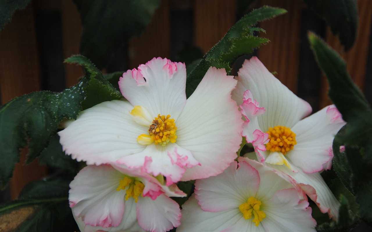 Flowers green leaf close-up wallpaper (4) #17 - 1280x800