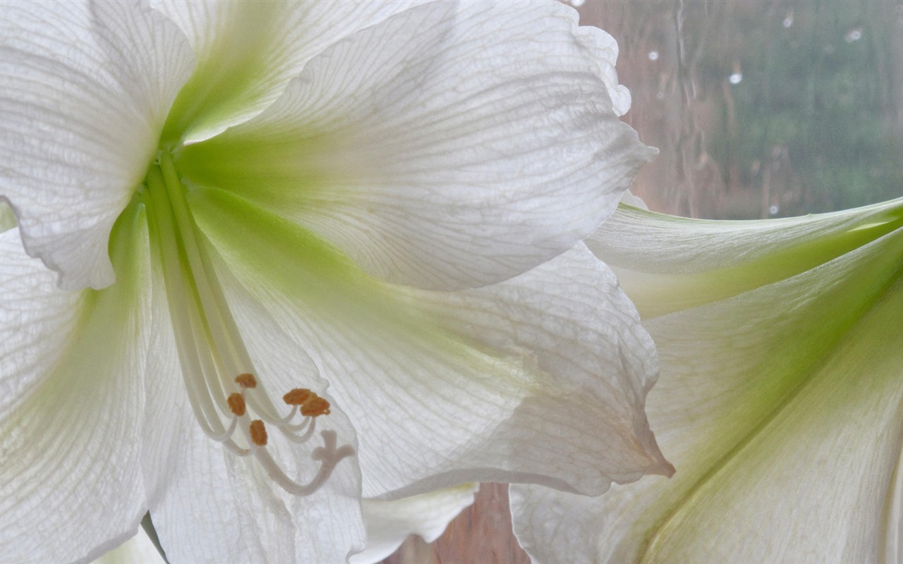 fleurs fond d'écran Widescreen close-up (14) #4 - 1280x800