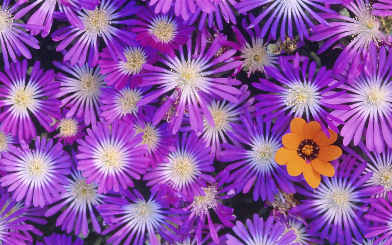 fleurs fond d'écran Widescreen close-up (14) #5 - 1280x800