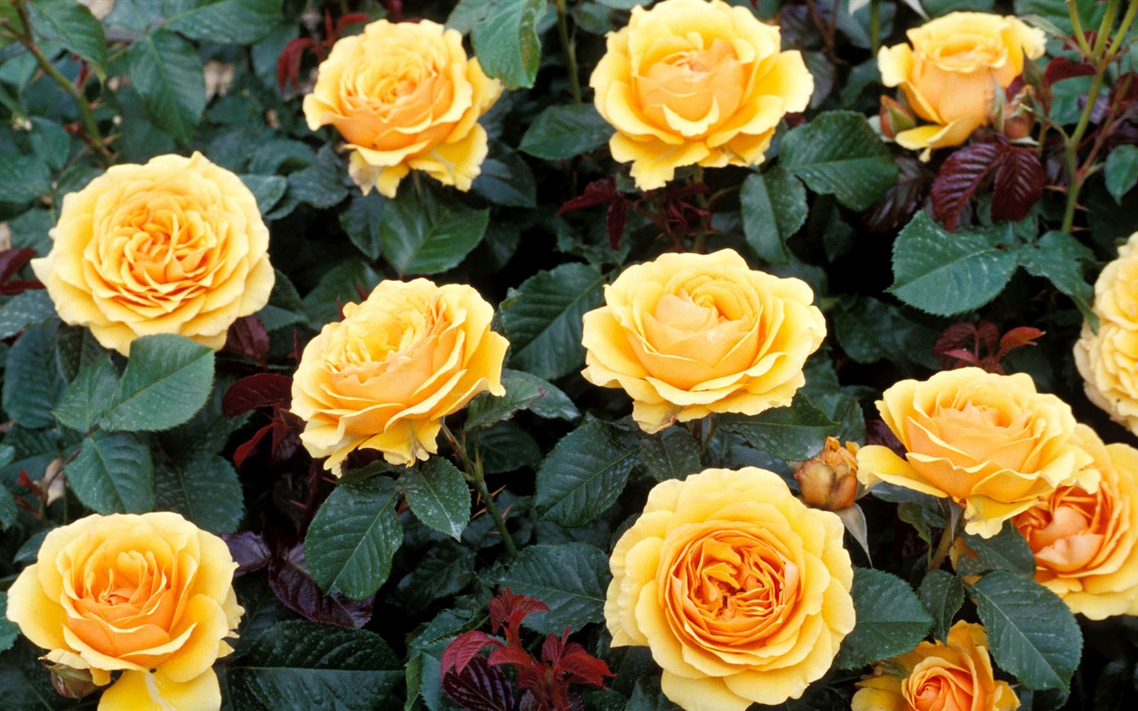 fleurs fond d'écran Widescreen close-up (14) #6 - 1280x800