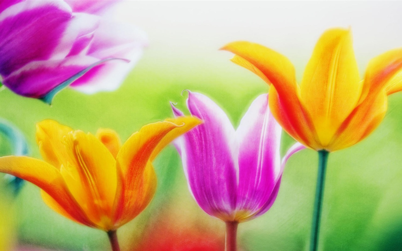 fleurs fond d'écran Widescreen close-up (14) #14 - 1280x800