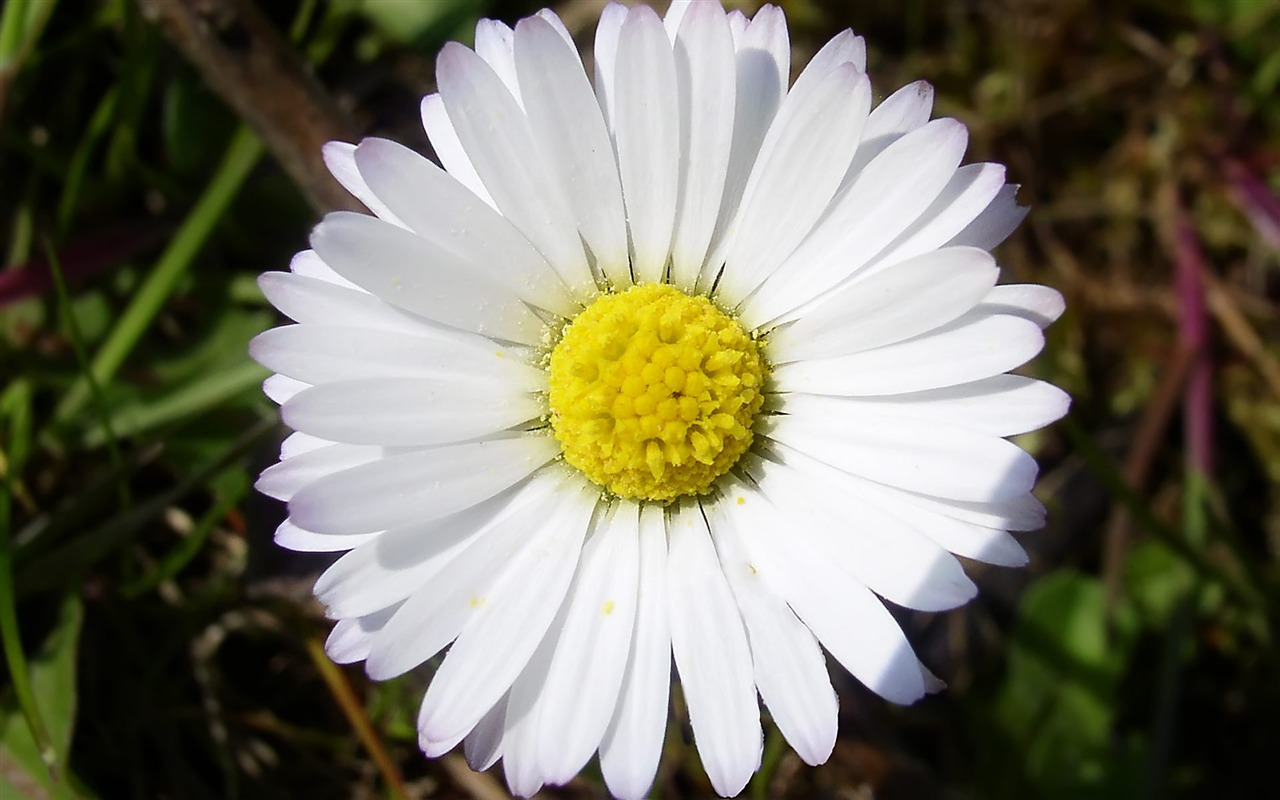 Širokoúhlý tapety květiny close-up (15) #2 - 1280x800
