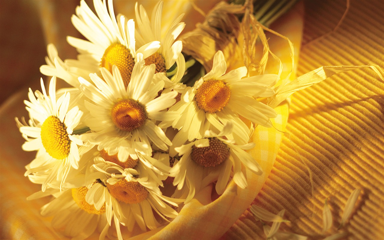 Širokoúhlý tapety květiny close-up (15) #6 - 1280x800