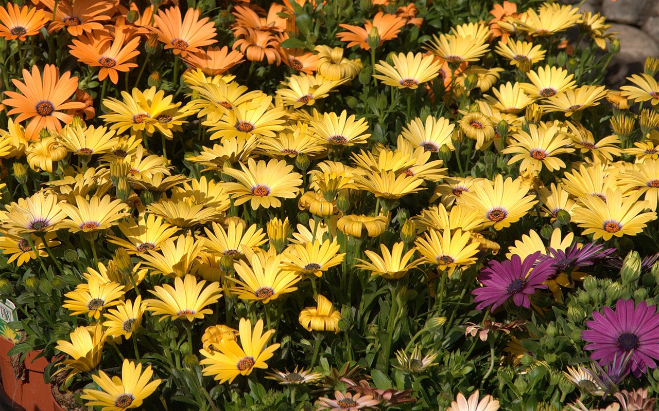 Širokoúhlý tapety květiny close-up (15) #20 - 1280x800