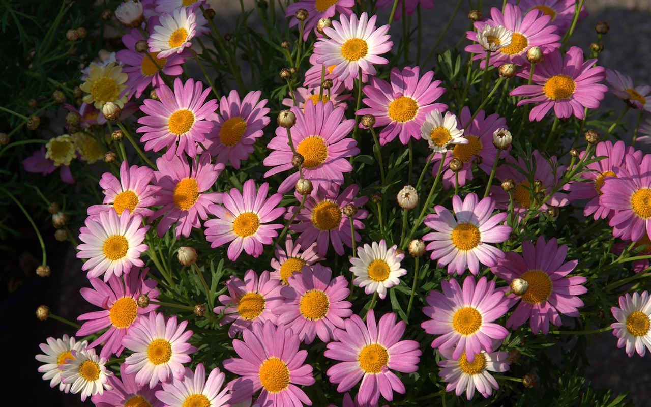 fleurs fond d'écran Widescreen close-up (16) #2 - 1280x800