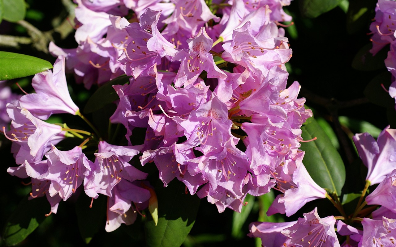 fondos de escritorio de flores con pantalla ancha de cerca (16) #5 - 1280x800