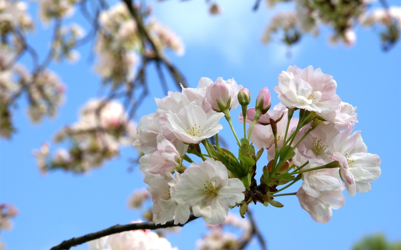 fleurs fond d'écran Widescreen close-up (16) #8 - 1280x800