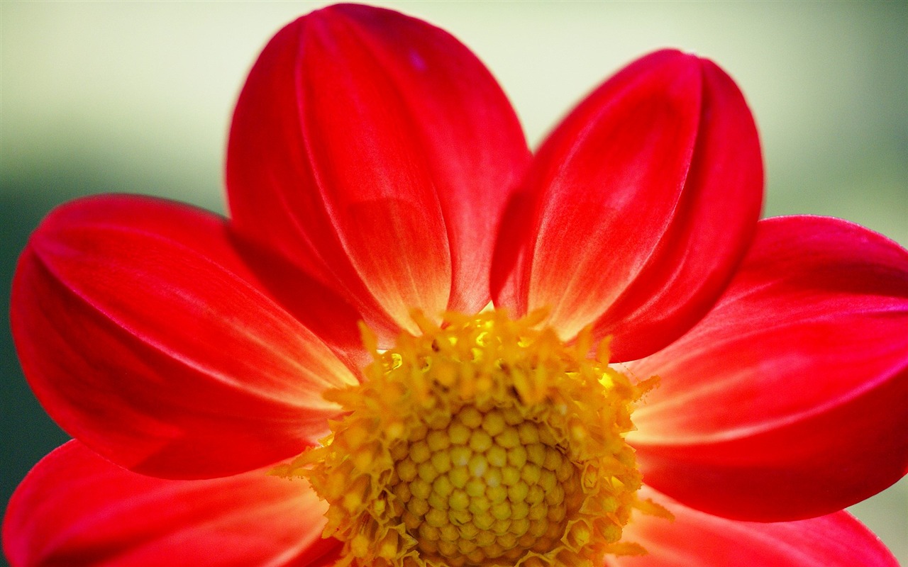 fleurs fond d'écran Widescreen close-up (16) #13 - 1280x800