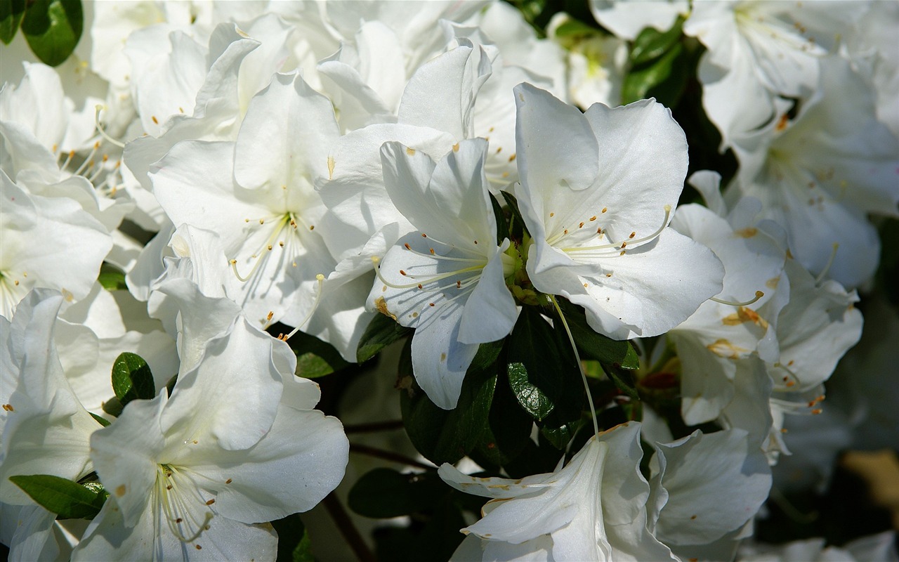 fleurs fond d'écran Widescreen close-up (16) #14 - 1280x800