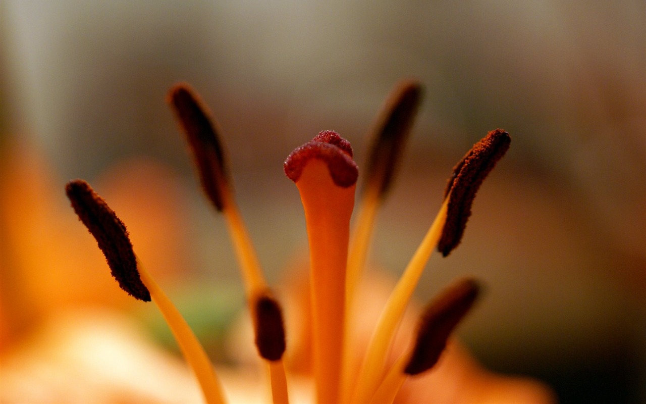 Širokoúhlý tapety květiny close-up (18) #2 - 1280x800