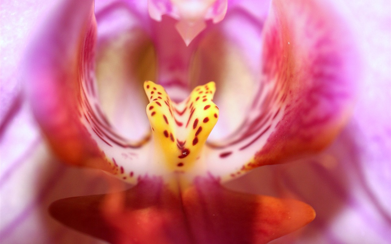 Širokoúhlý tapety květiny close-up (18) #5 - 1280x800
