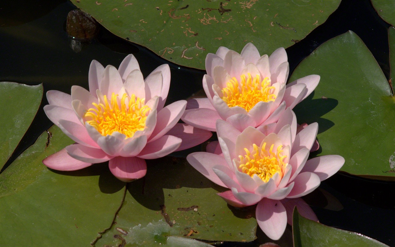 Water Lily HD papel tapiz #1 - 1280x800