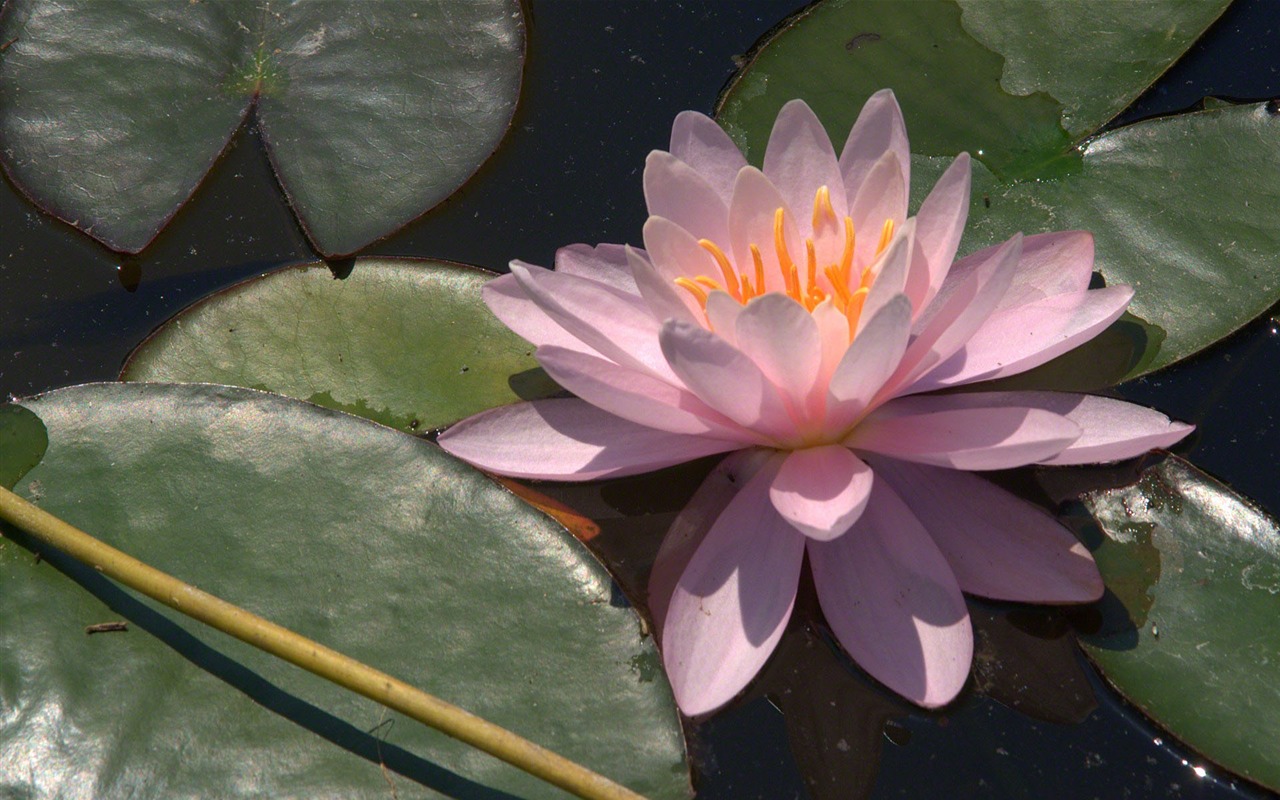 Water Lily HD papel tapiz #2 - 1280x800