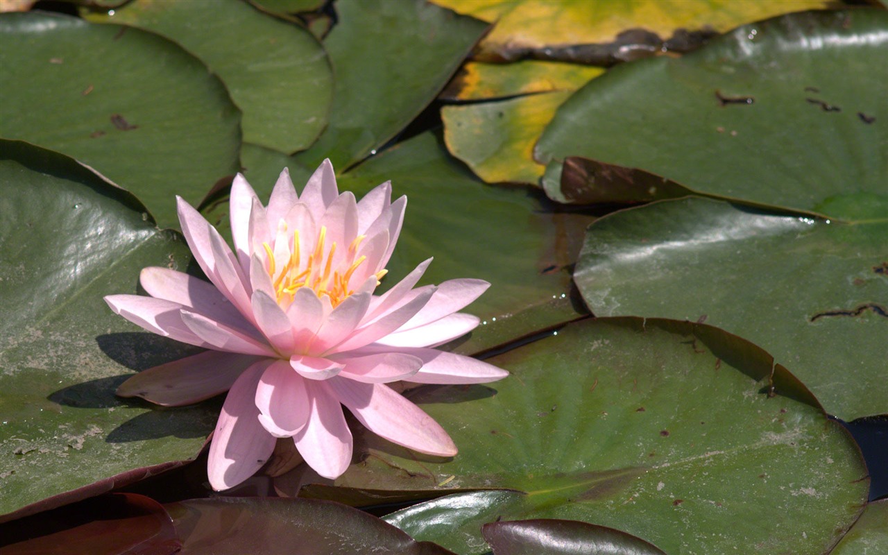 Water Lily HD papel tapiz #4 - 1280x800