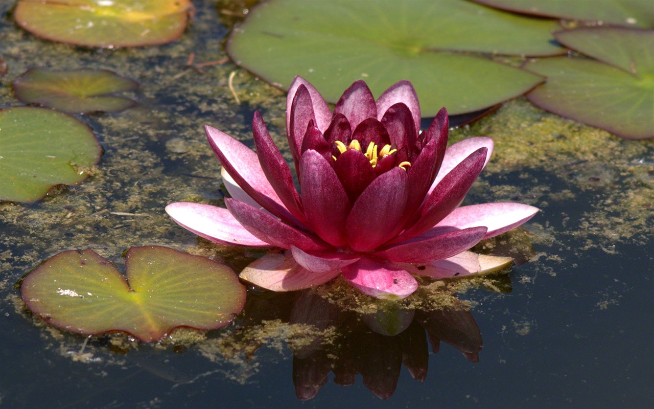 Water Lily 睡莲 高清壁纸5 - 1280x800