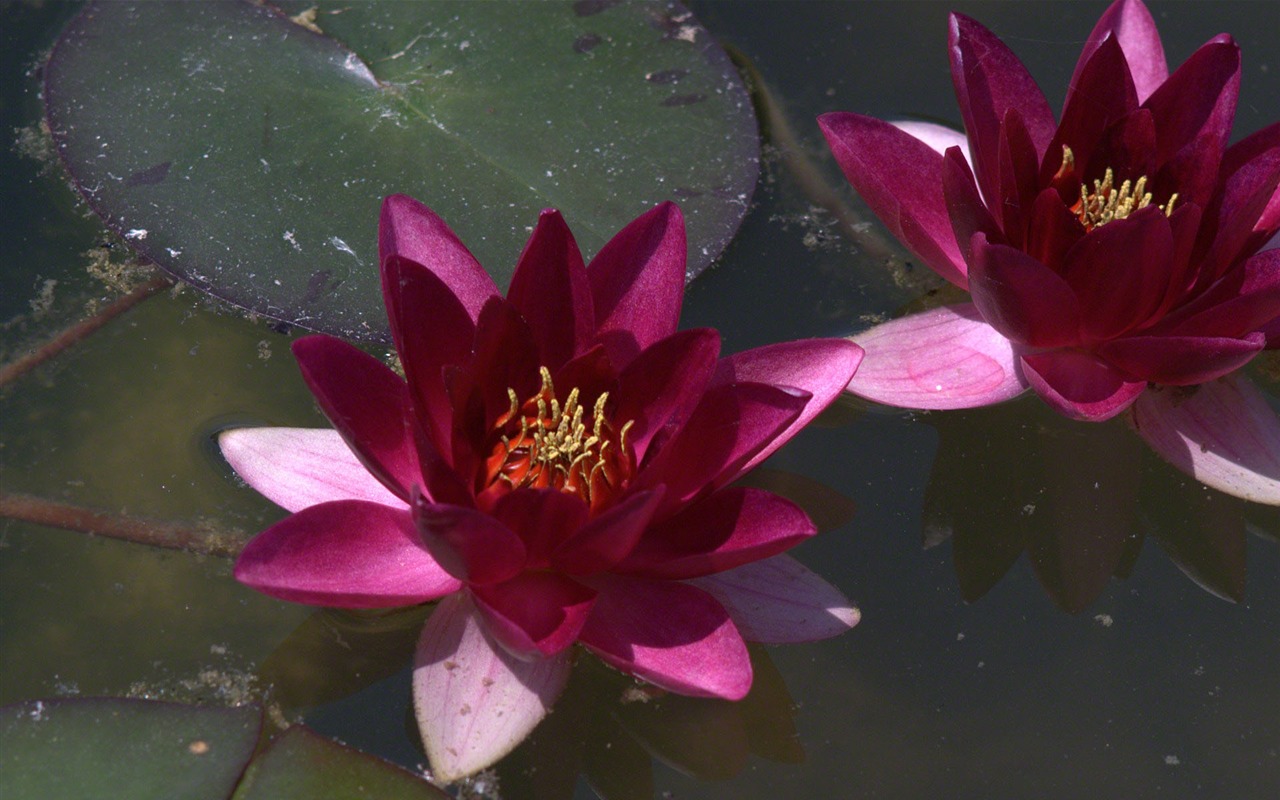 Water Lily wallpaper HD #6 - 1280x800