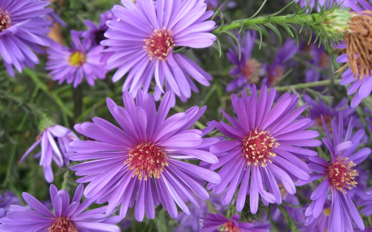 Aster Flowers 紫菀花 壁纸专辑3 - 1280x800