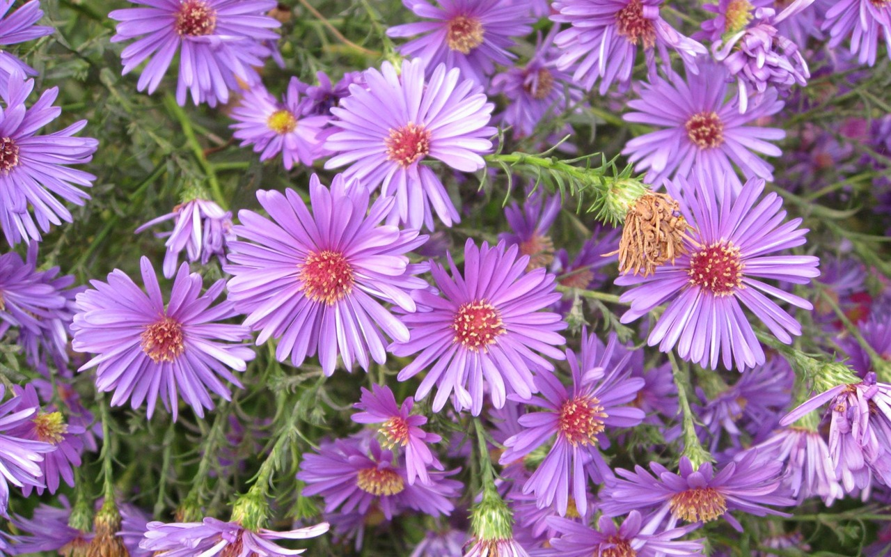 Aster Flowers 紫菀花 壁纸专辑4 - 1280x800