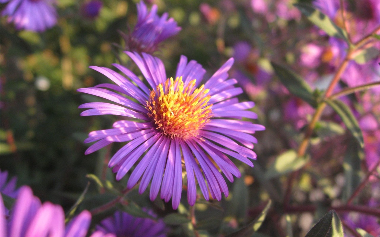 Aster Květiny wallpaper album #5 - 1280x800