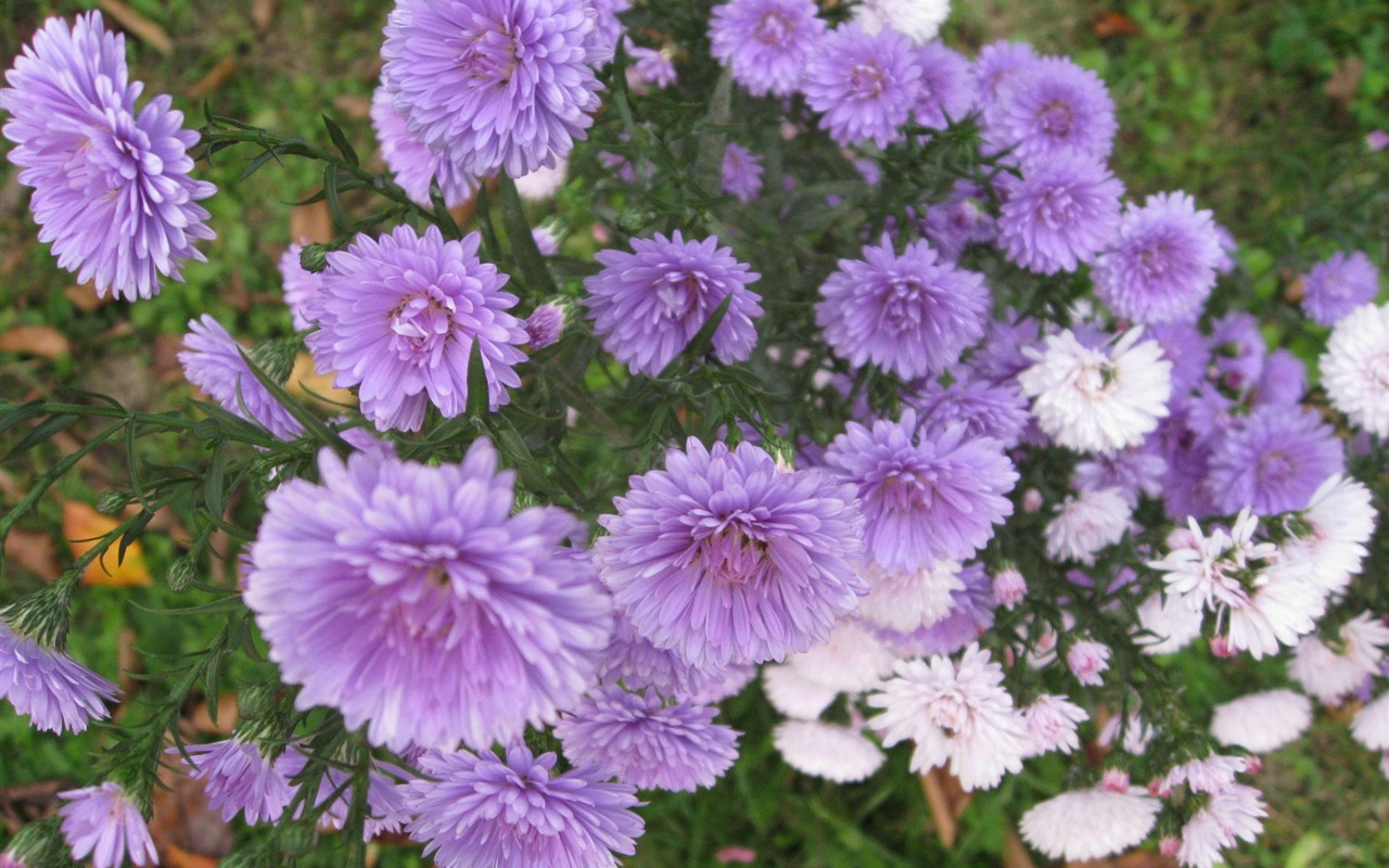 Aster Flowers 紫菀花 壁纸专辑14 - 1280x800