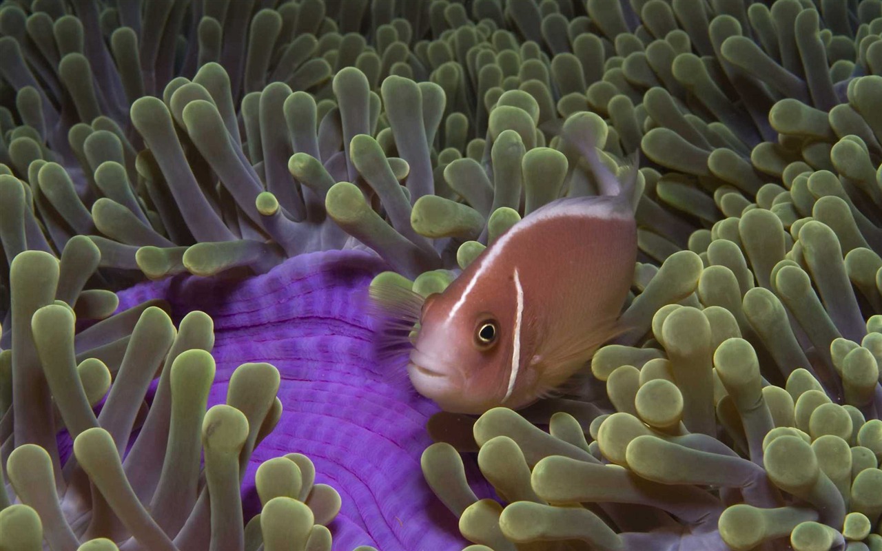 Under the Sea 3D 海底世界3D 高清壁紙 #13 - 1280x800