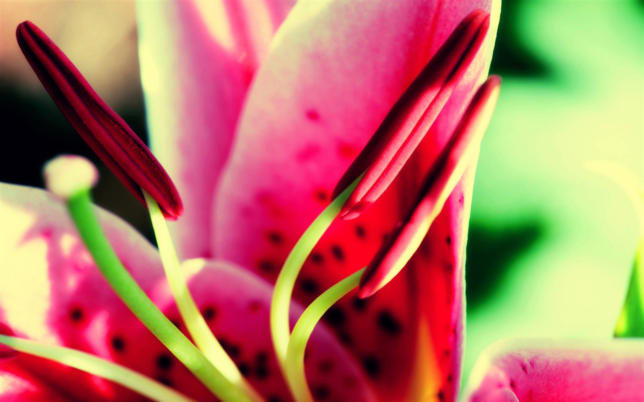 fleurs fond d'écran Widescreen close-up (21) #2 - 1280x800