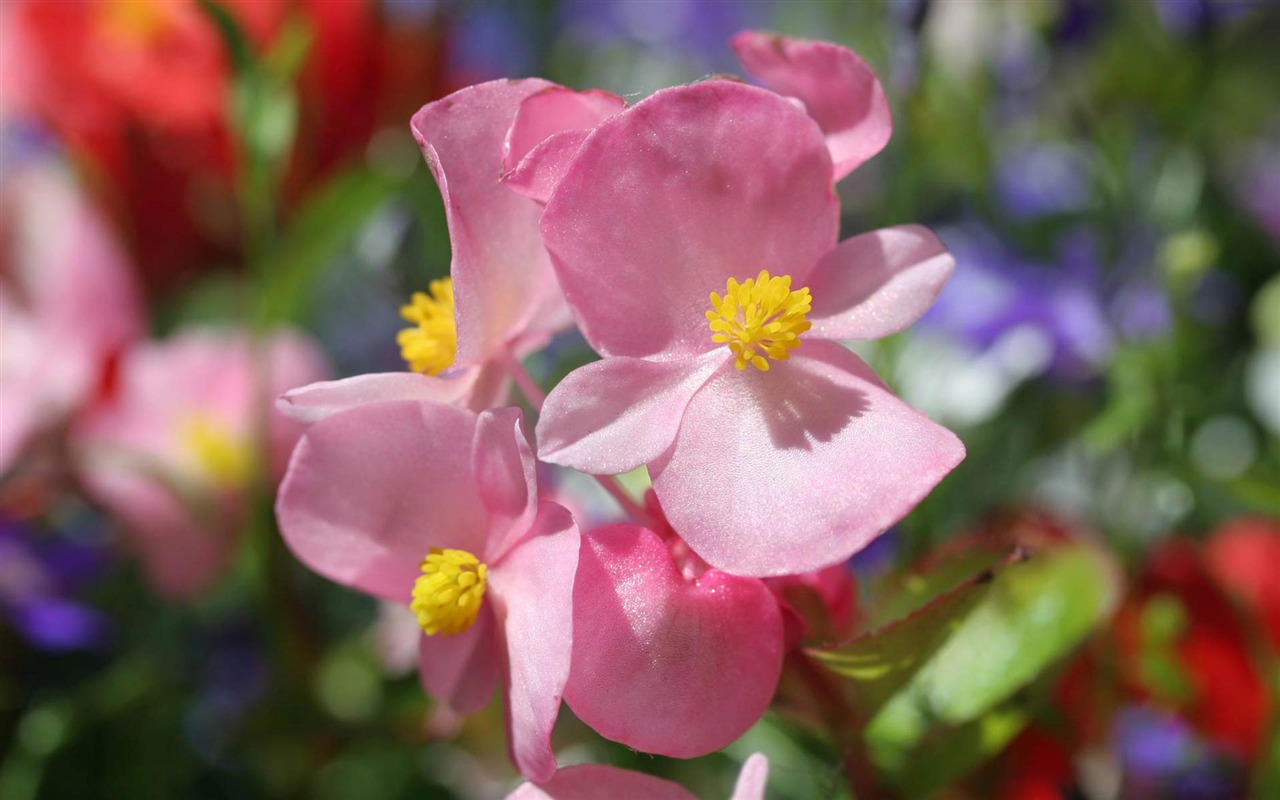 fleurs fond d'écran Widescreen close-up (21) #17 - 1280x800