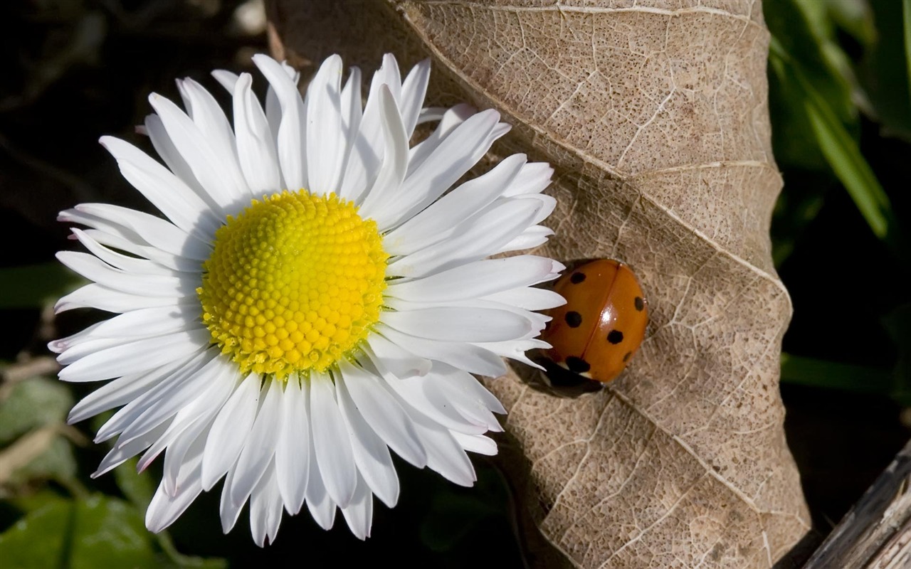 fondos de escritorio de flores con pantalla ancha de cerca (22) #7 - 1280x800