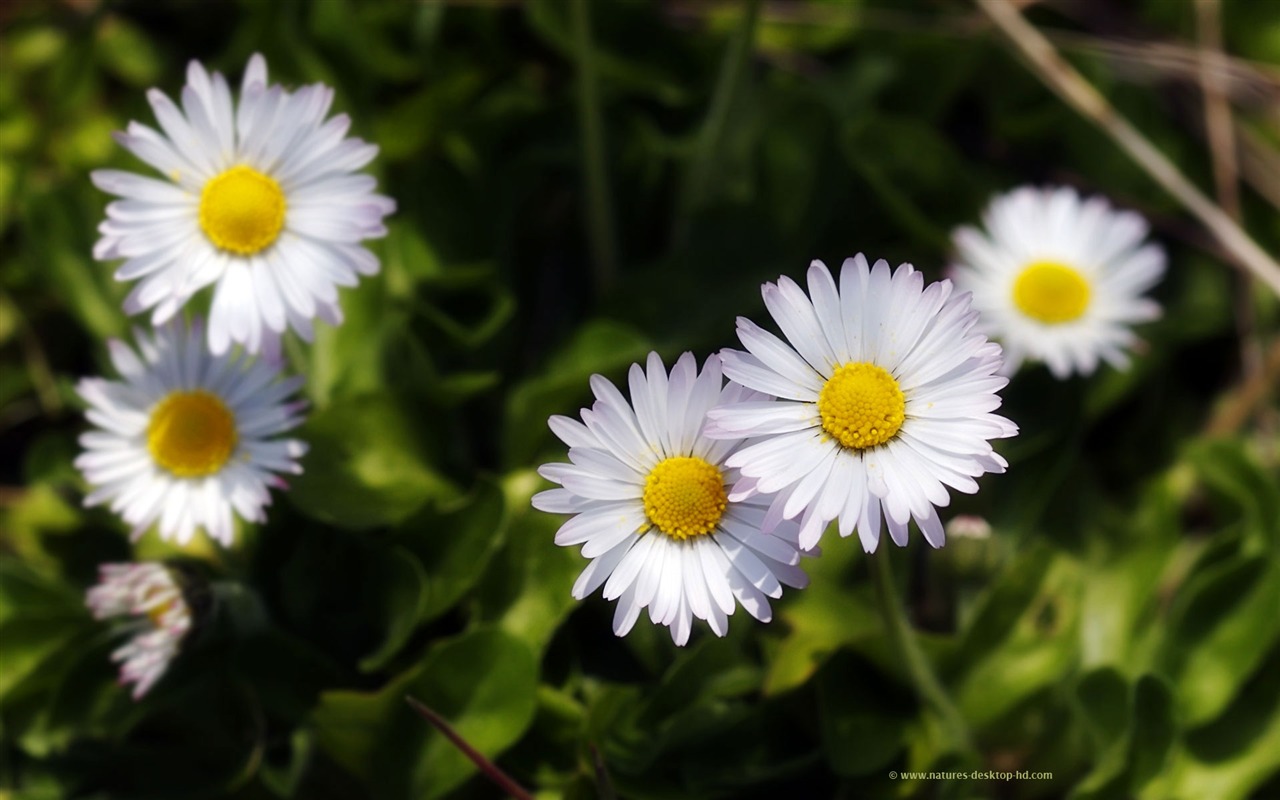 fleurs fond d'écran Widescreen close-up (22) #8 - 1280x800