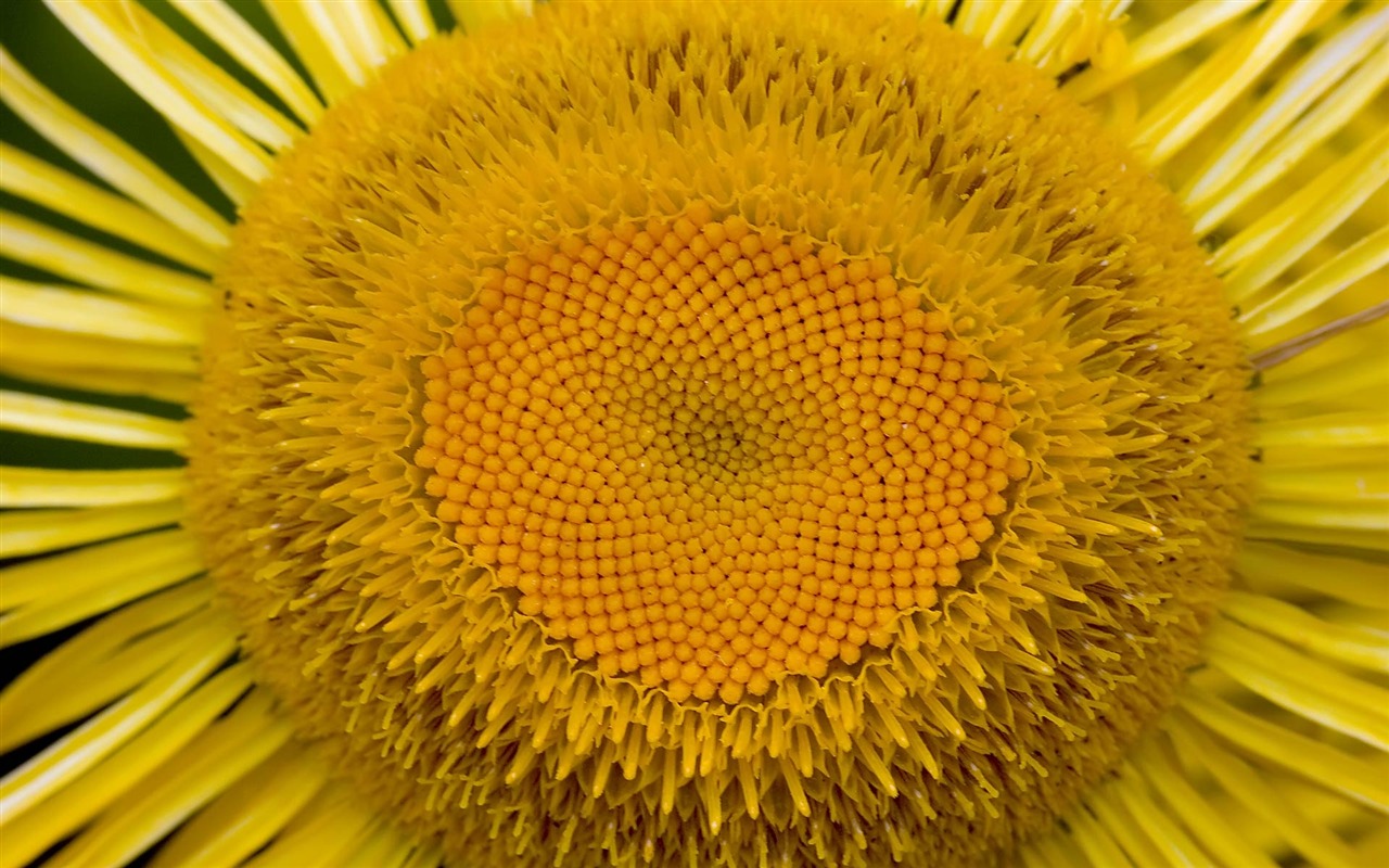 fleurs fond d'écran Widescreen close-up (22) #13 - 1280x800