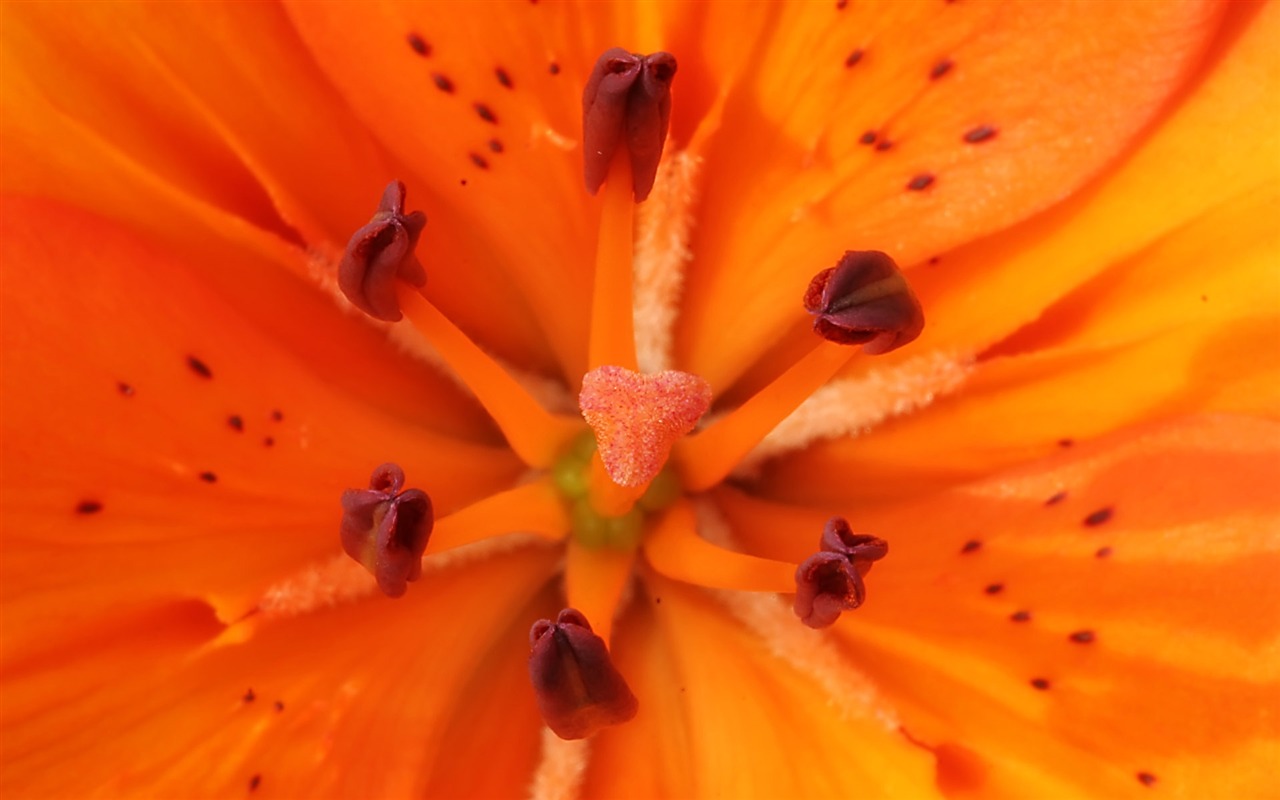 fleurs fond d'écran Widescreen close-up (23) #17 - 1280x800