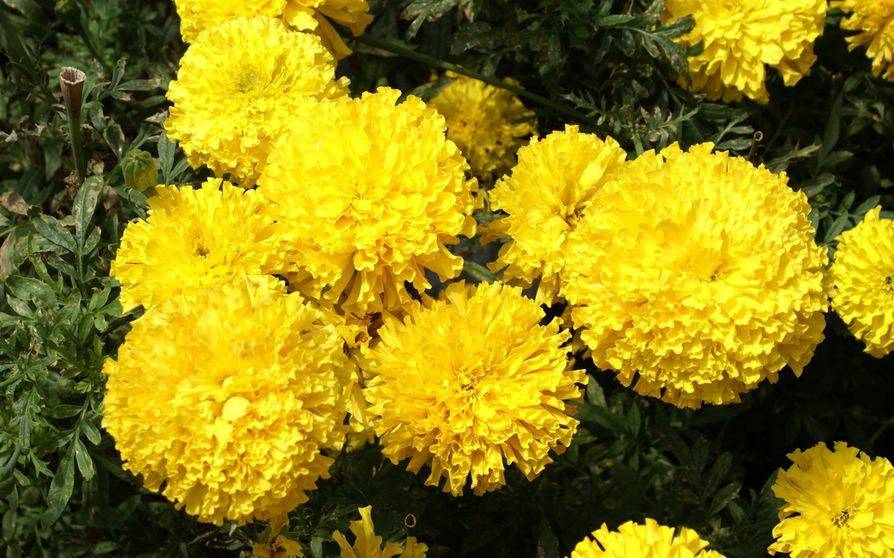 fleurs fond d'écran Widescreen close-up (25) #2 - 1280x800