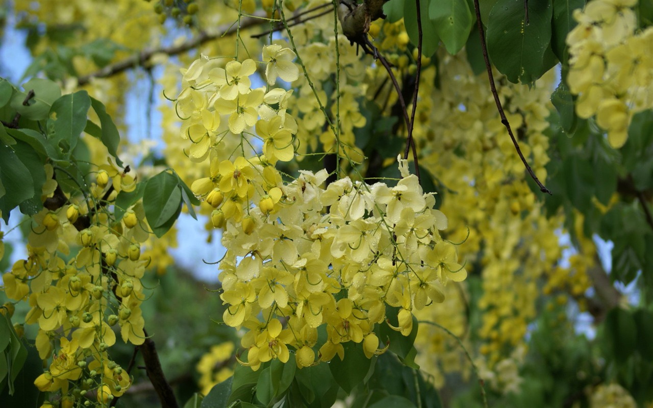 宽屏鲜花特写 壁纸(27)10 - 1280x800