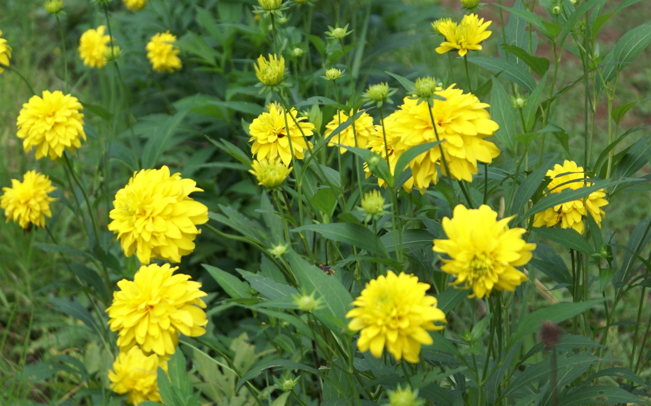 ワイドスクリーンの壁紙の花に近い(28)を開く #20 - 1280x800