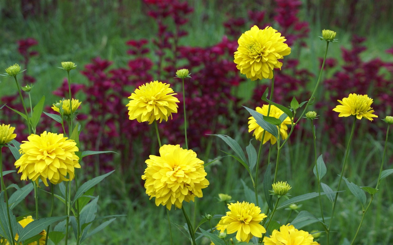 ワイドスクリーンの壁紙の花に近い(29)を開く #2 - 1280x800