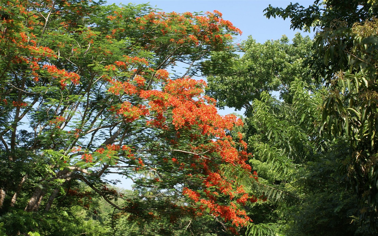 ワイドスクリーンの壁紙の花に近い(30)を開く #14 - 1280x800