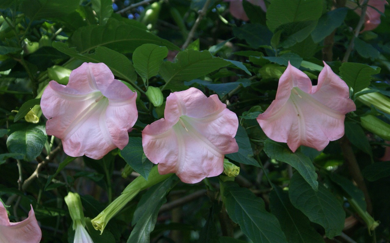 ワイドスクリーンの壁紙の花に近い(30)を開く #19 - 1280x800