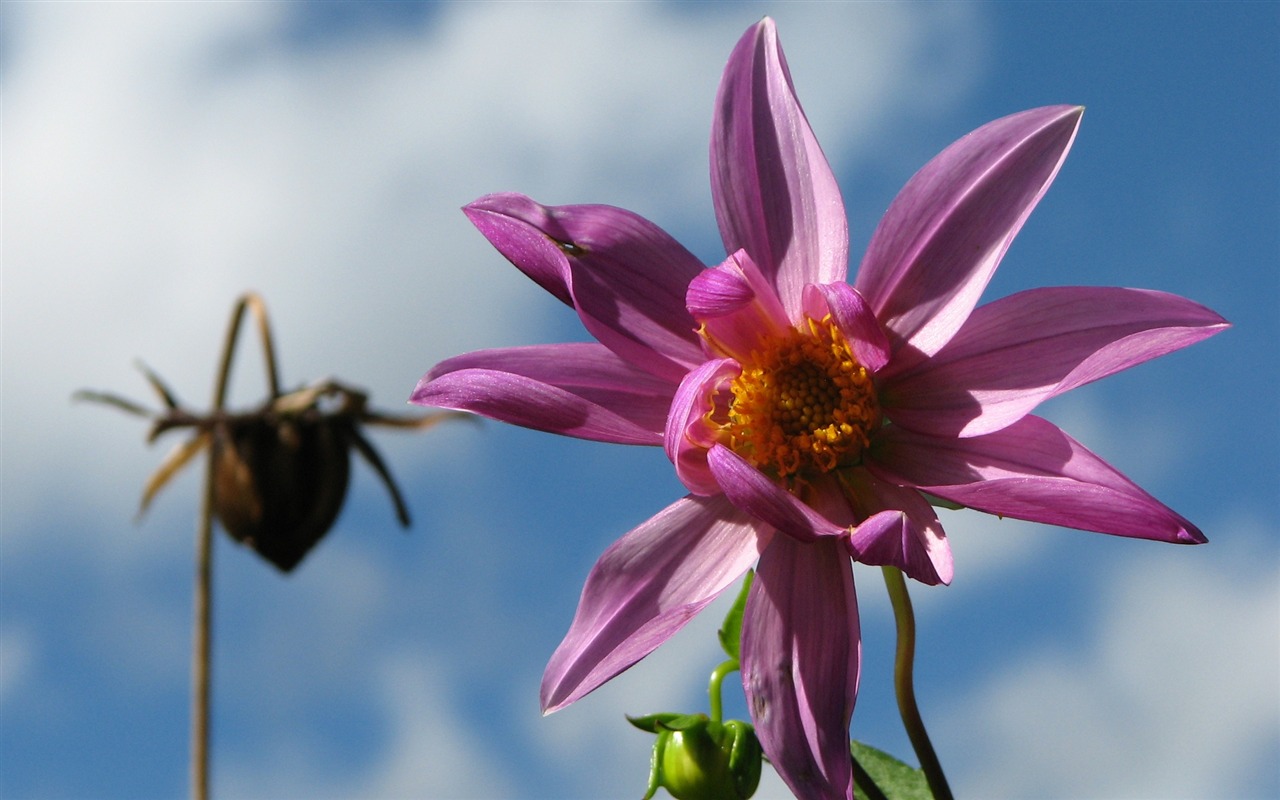 Dahlia flowers HD wallpaper (2) #11 - 1280x800