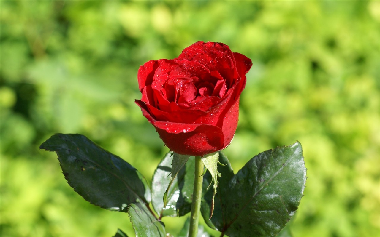 Rose Fondos de Fotografía (7) #6 - 1280x800