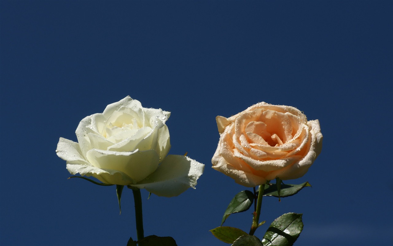 Rose Fondos de Fotografía (9) #5 - 1280x800