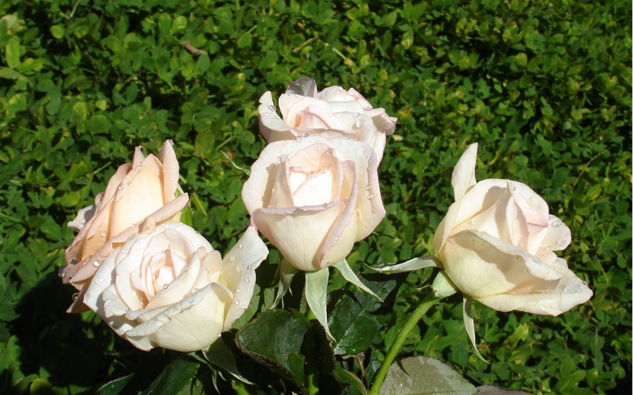 Rose Fondos de Fotografía (9) #9 - 1280x800