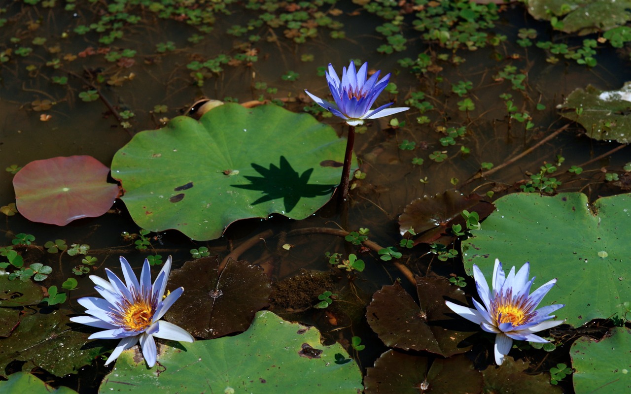Lotus фото обои (1) #3 - 1280x800