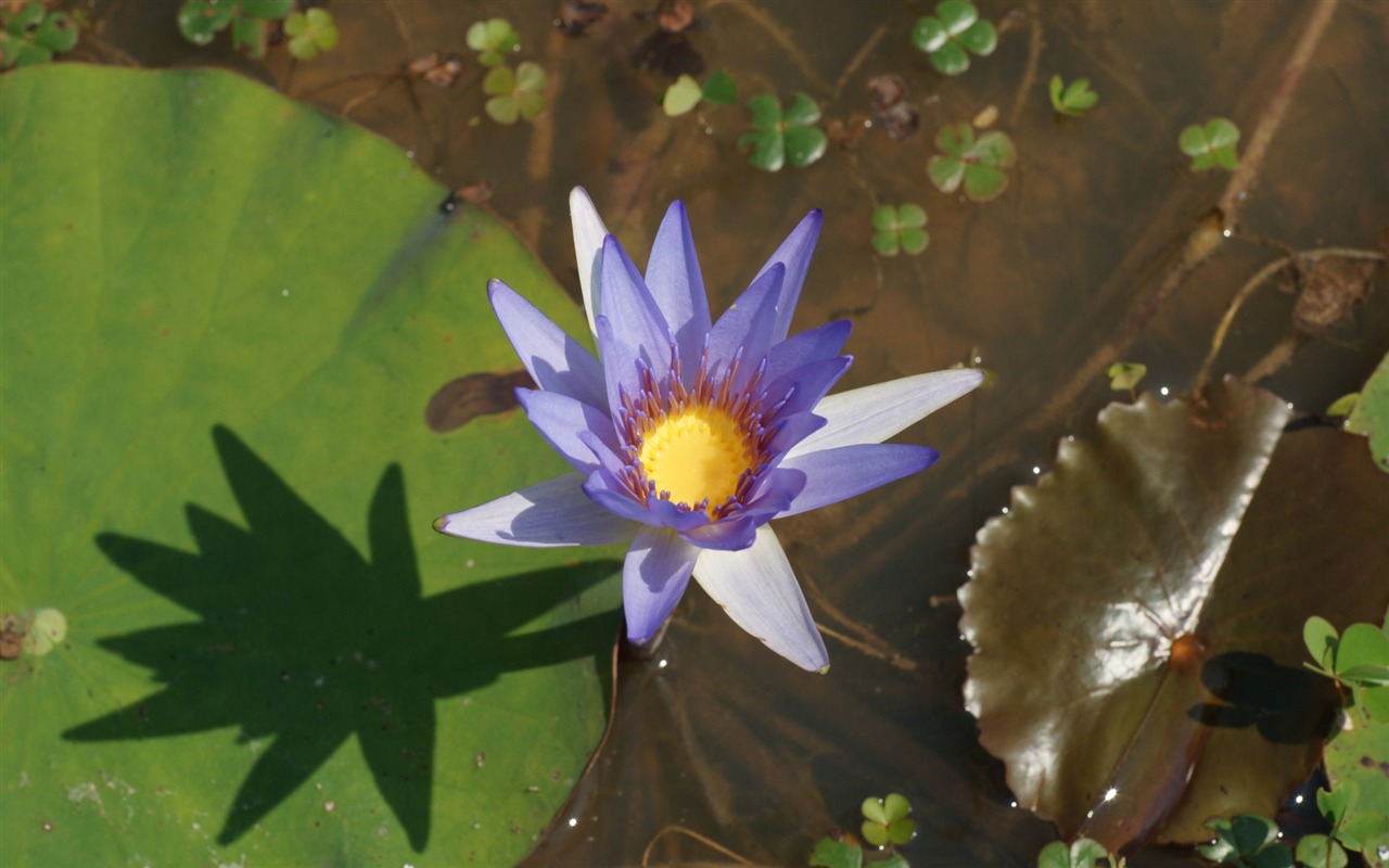 Lotus фото обои (1) #9 - 1280x800
