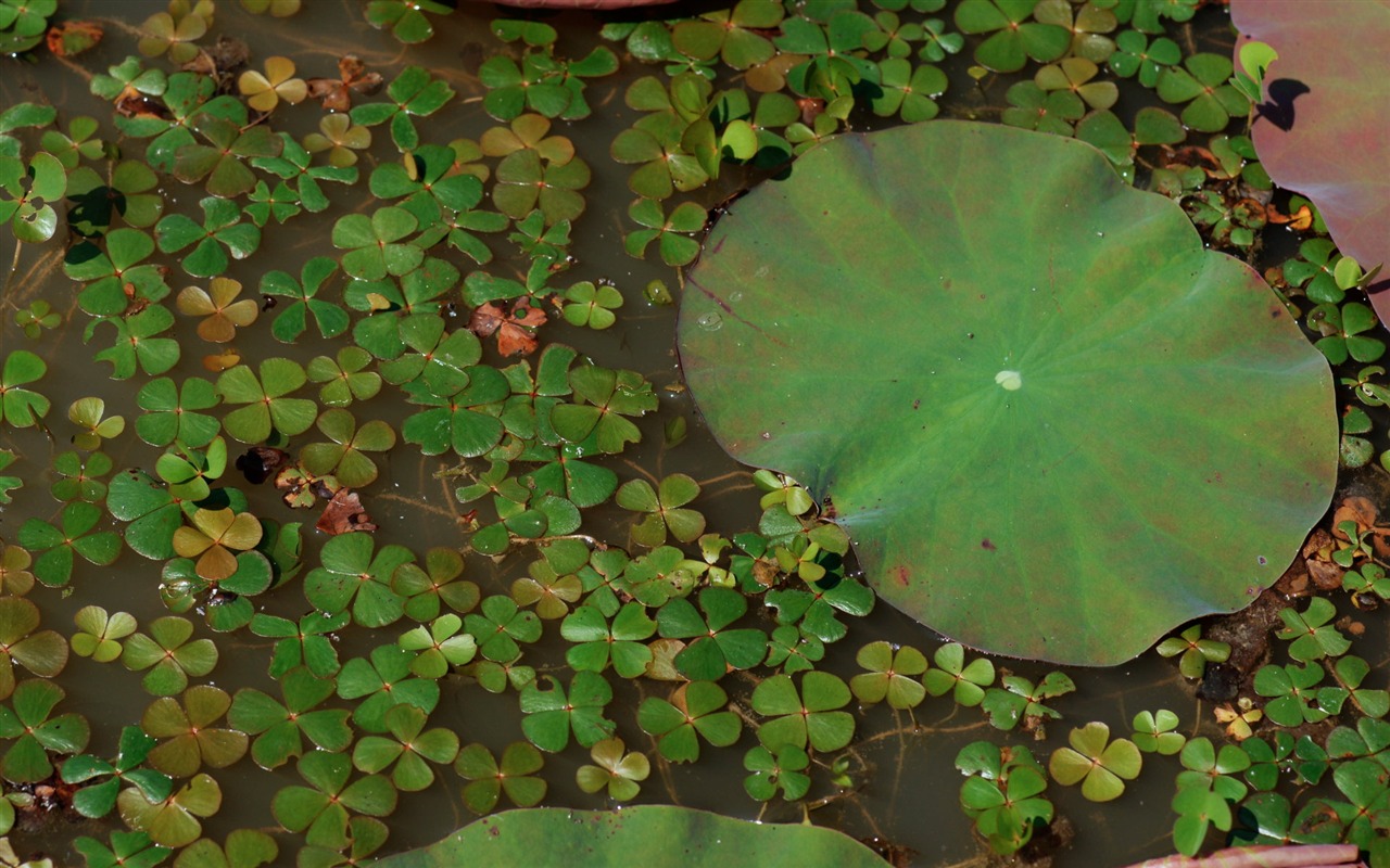 莲花写真 壁纸(一)12 - 1280x800