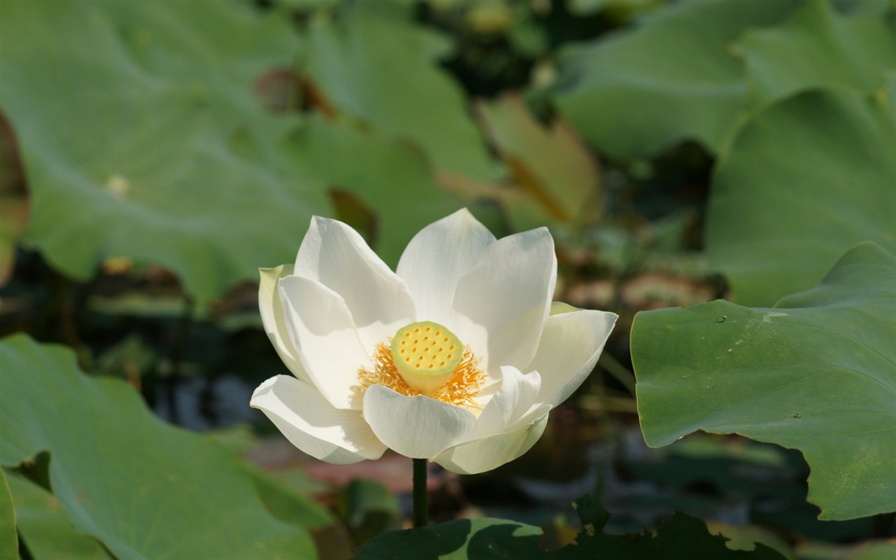 Lotus фото обои (1) #19 - 1280x800