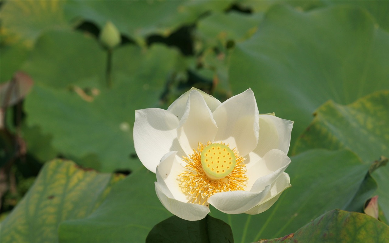 Lotus фото обои (1) #20 - 1280x800