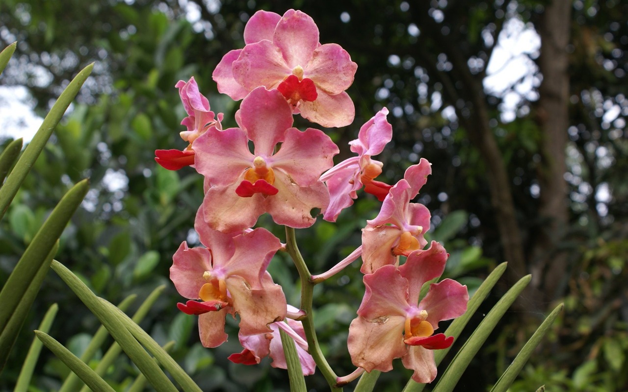 Орхидея обои фото (2) #2 - 1280x800