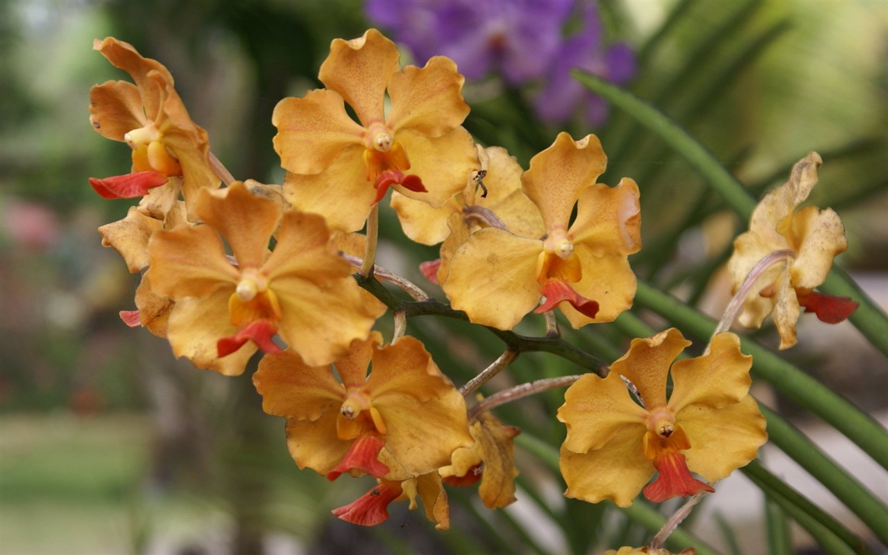 Орхидея обои фото (2) #4 - 1280x800