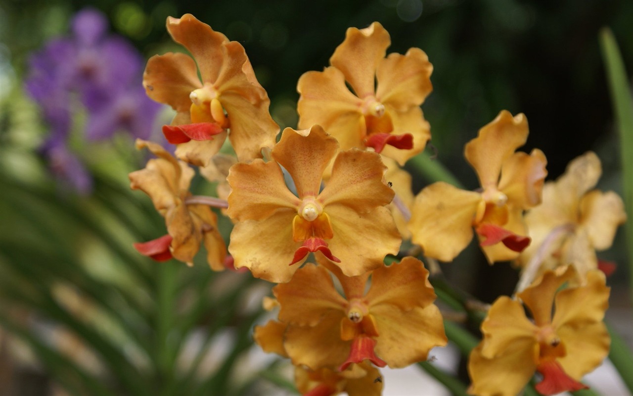 Орхидея обои фото (2) #5 - 1280x800